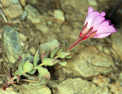 Epilobium obcordatum
