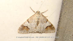 Venusia nigrifurca