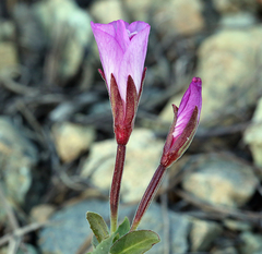 Epilobium obcordatum