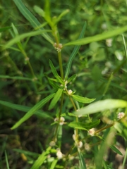Alternanthera denticulata