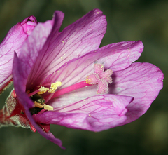 Epilobium obcordatum
