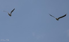 Chroicocephalus maculipennis