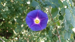 Ipomoea parasitica