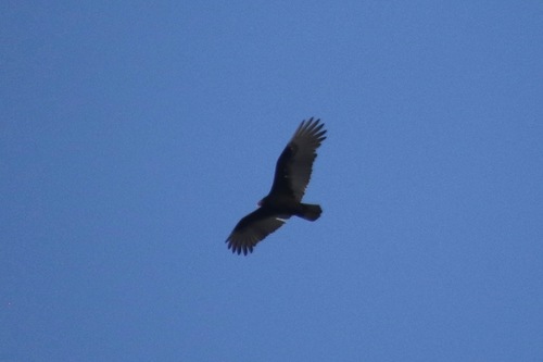 Turkey Vulture photographed in New York