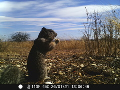 Otospermophilus variegatus