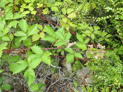 Rubus echinatus