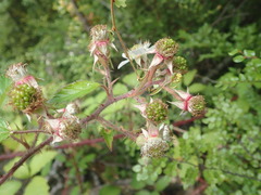 Rubus echinatus