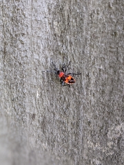Dindymus versicolor