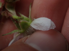 Rubus echinatus