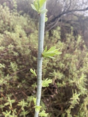 Romneya coulteri