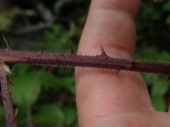 Rubus echinatus