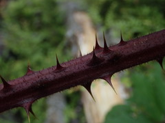 Rubus echinatus