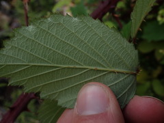 Rubus echinatus