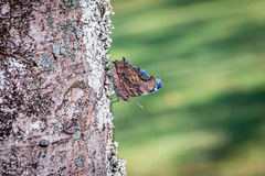 Kaniska canace nojaponicum