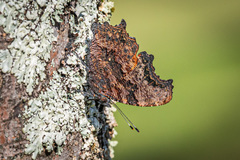 Kaniska canace nojaponicum