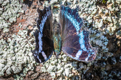 Kaniska canace nojaponicum