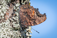 Kaniska canace nojaponicum