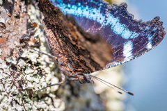 Kaniska canace nojaponicum