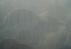 Acanthurus triostegus sandvicensis