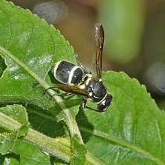 Pachodynerus californicus
