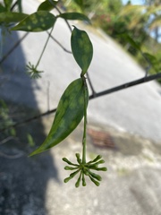 Dracaena surculosa