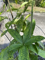 Dracaena surculosa