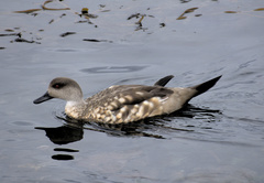 Lophonetta specularioides