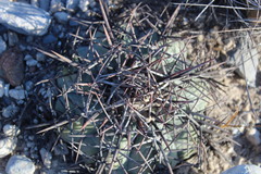 Echinocactus horizonthalonius horizonthalonius