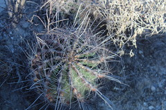 Hamatocactus hamatacanthus hamatacanthus