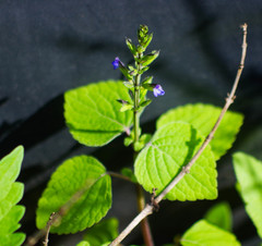 Salvia scutellarioides