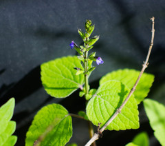 Salvia scutellarioides