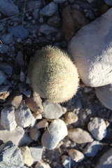 Echinocereus pectinatus pectinatus