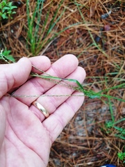Digitaria villosa