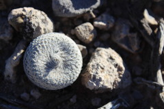 Epithelantha bokei
