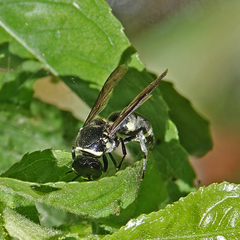 Pachodynerus californicus