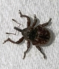 Chalcodermus collaris