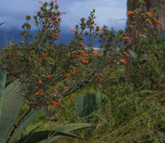 Clinopodium tomentosum
