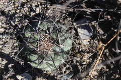 Coryphantha poselgeriana