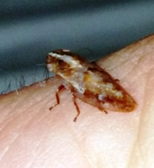 Aphrophora saratogensis