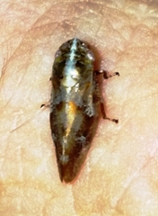 Aphrophora saratogensis