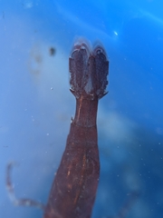 Heptacarpus taylori