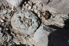 Lophophora williamsii