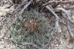 Coryphantha poselgeriana