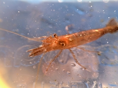 Heptacarpus taylori