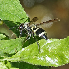 Pachodynerus californicus
