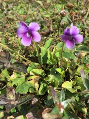 Viola philippica pseudojaponica