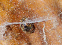 Scymnobius galapagoensis