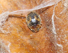 Scymnobius galapagoensis