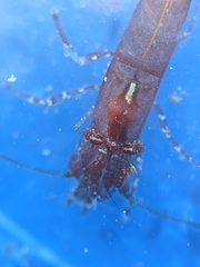 Heptacarpus taylori