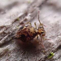 Ptenothrix maculosa olympia